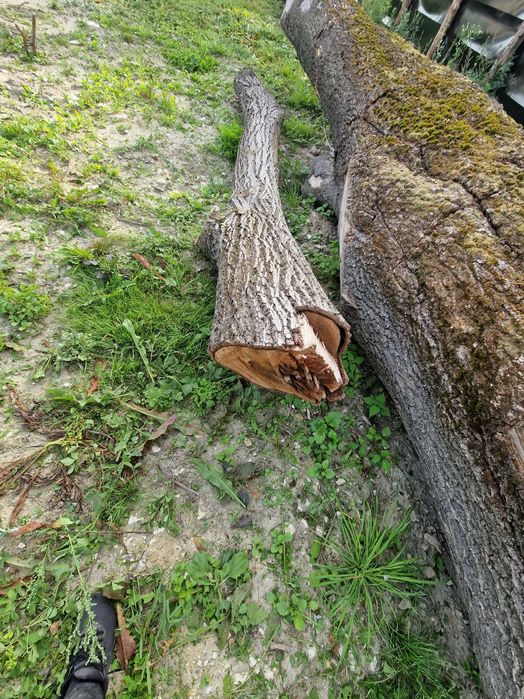 Kłoda Jesion Dąb  drzewo duże deski