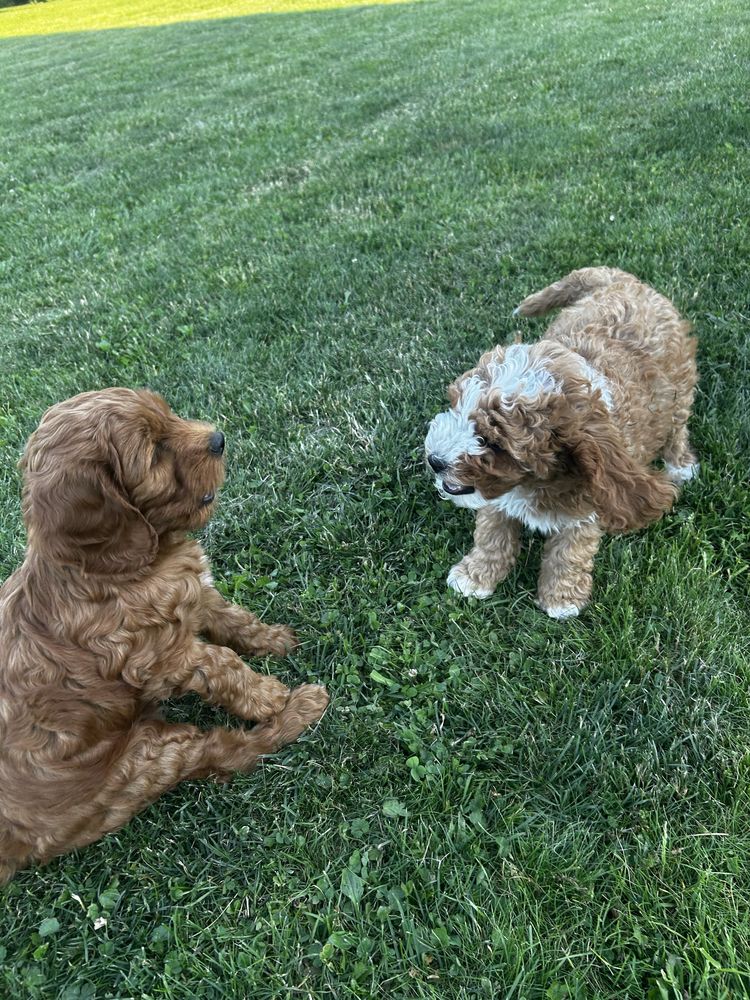 Cockapoo f1b |pierwszy miot|