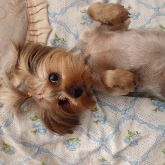 Щенки йоркширського тер'єра, Запоріжжя!