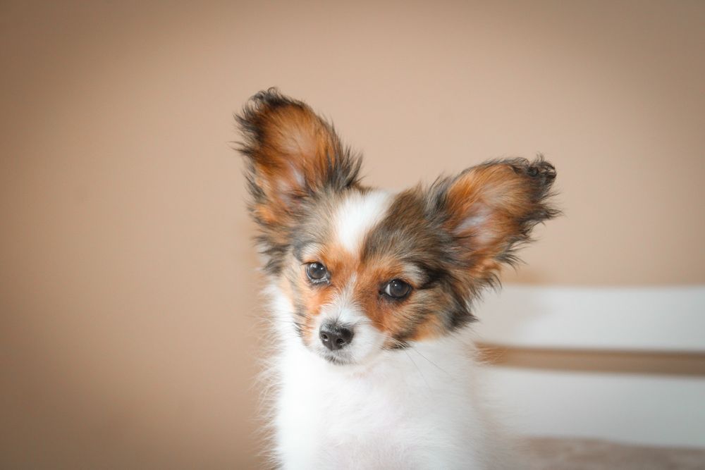 Papillon female FCI Папійон Дівчинка соболь КСУ!