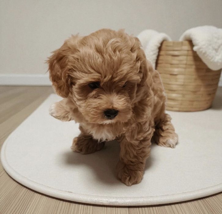 Chłopiec Maltipoo
