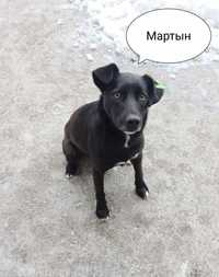 MARCIN - uroczy, młodziutki psiak z Ukrainy szuka domu