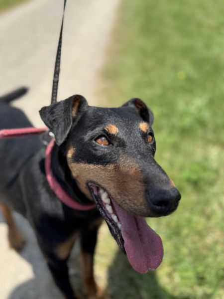 Suczka w typie jagterrier do adopcji