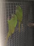 Várias conures  e aratingas