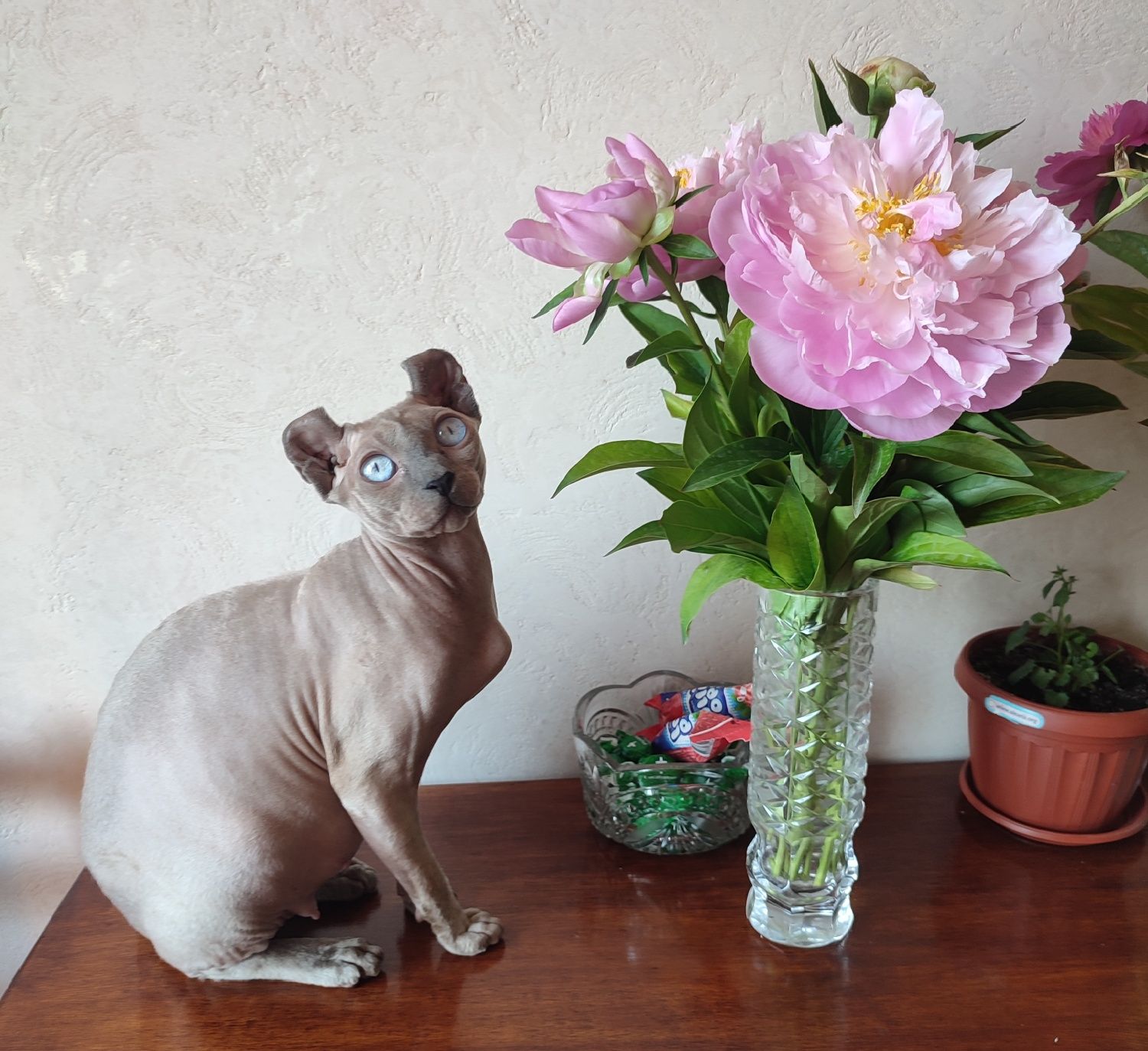 Котята сфинкс эльф