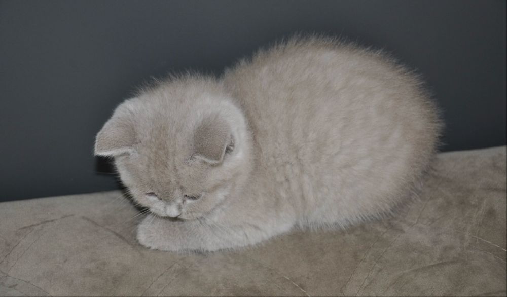 Кошеня британськоі породи