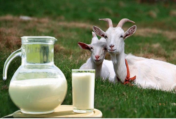 Продам козяче  молоко