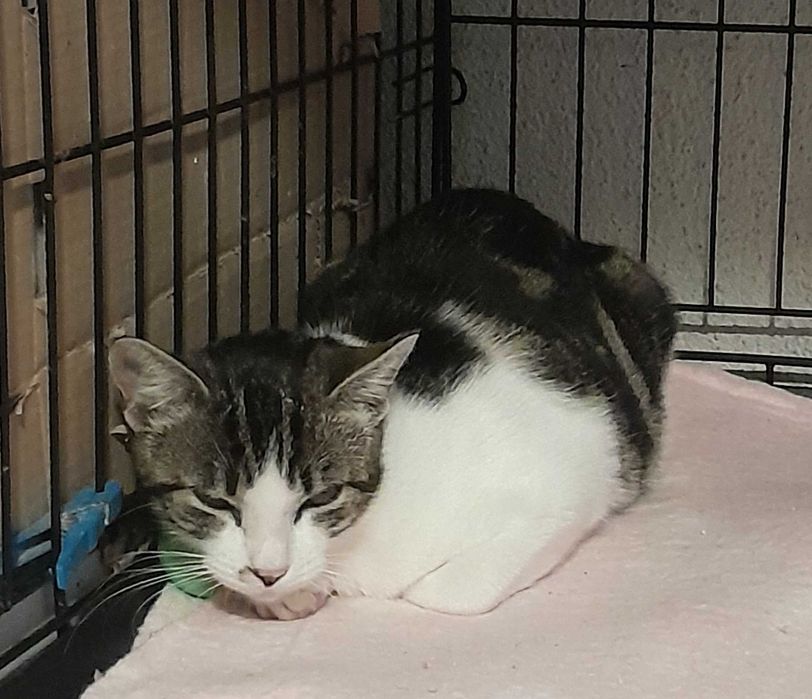 Gata esterilizada para adoção consciente