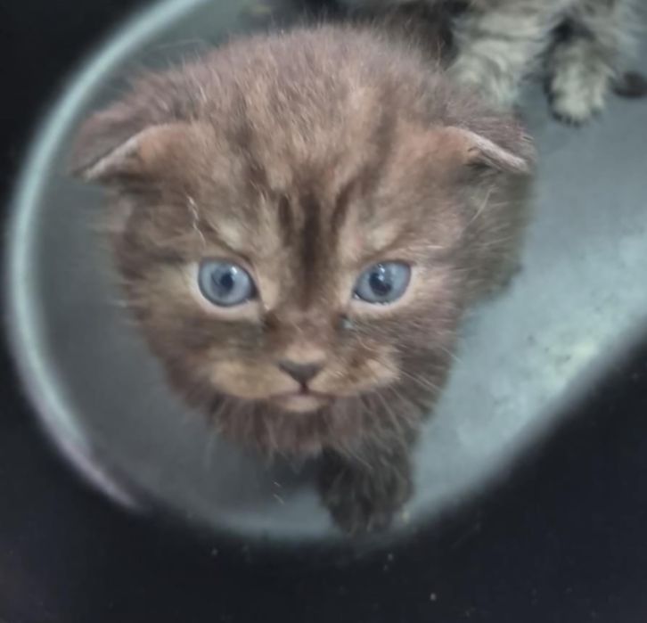 Scottish fold femea smoking
