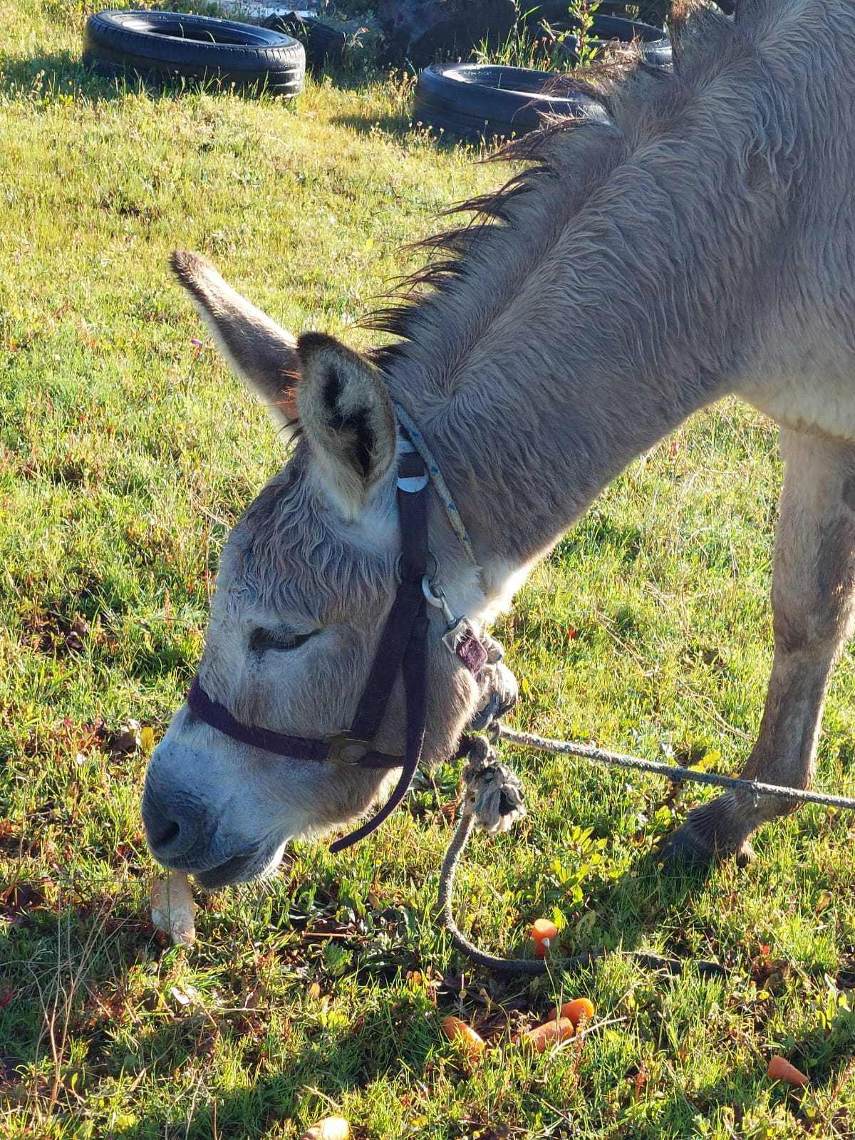 burro inteiro manso