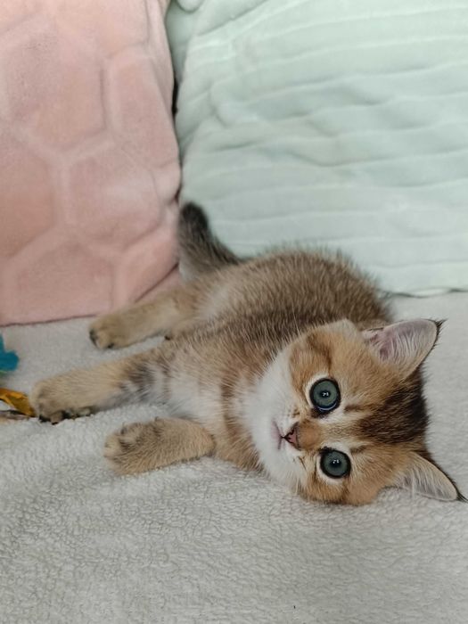 FPL Złote kocięta z hodowli Bell Parma*PL złote misie dla ciebie kotek