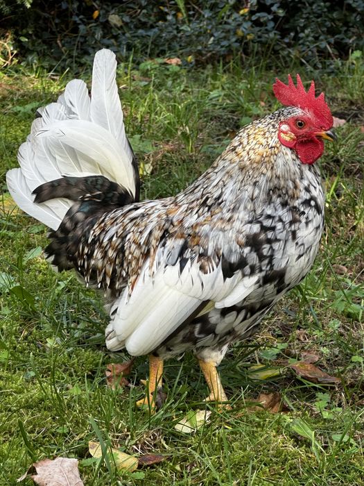 Kogut Liliput karzelek  Pstry 2024