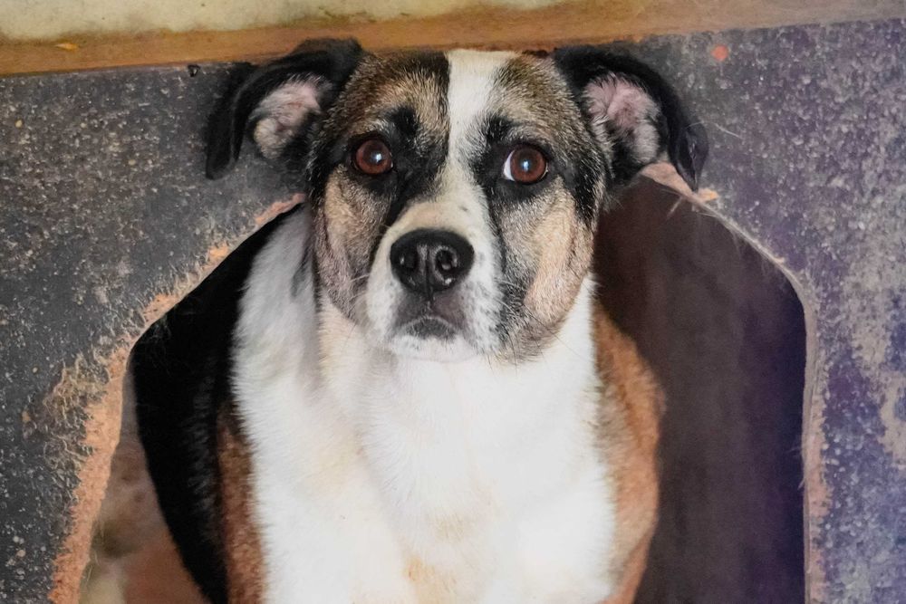 Błynia - sunia pobita przez opiekuna szuka domu