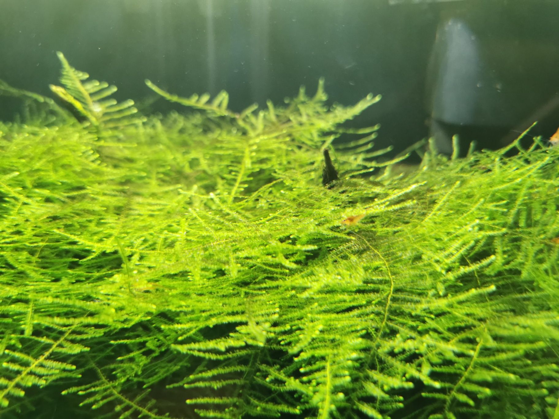 Krewetki Orange neocardina