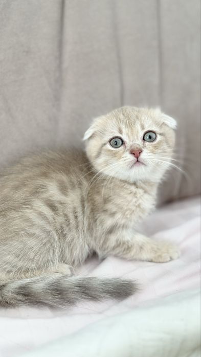 Золоті малюки в улюбленці