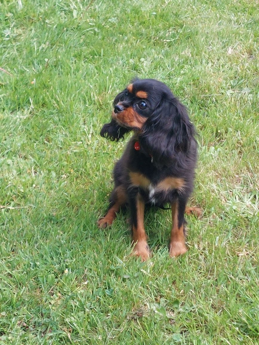 Cavalier King Charles spaniel suczka z rodowodem SWKIPR