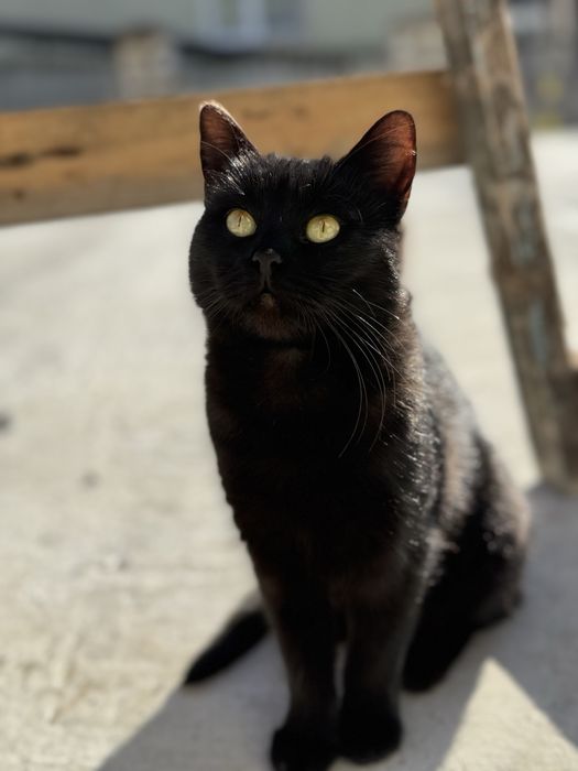 Терміново киця шукає дім