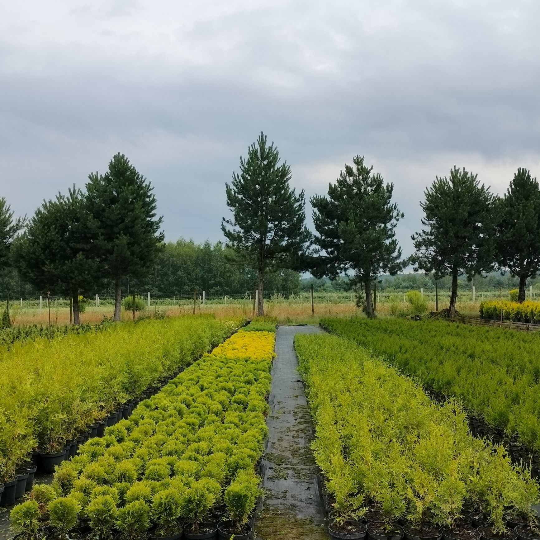Tuja Smaragd, Brabant, Danica