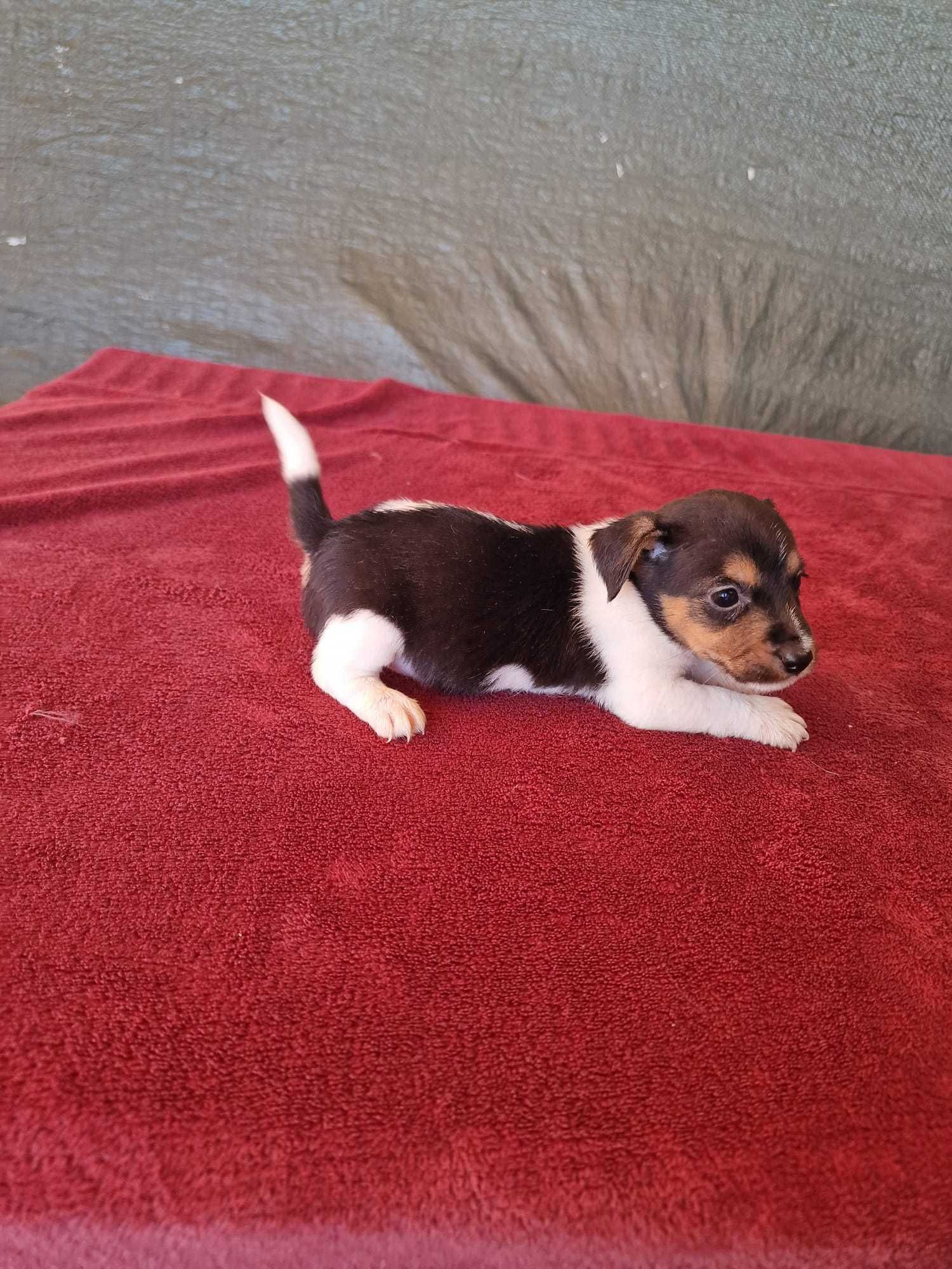Jack Russel de porte pequeno, oportunidade única.