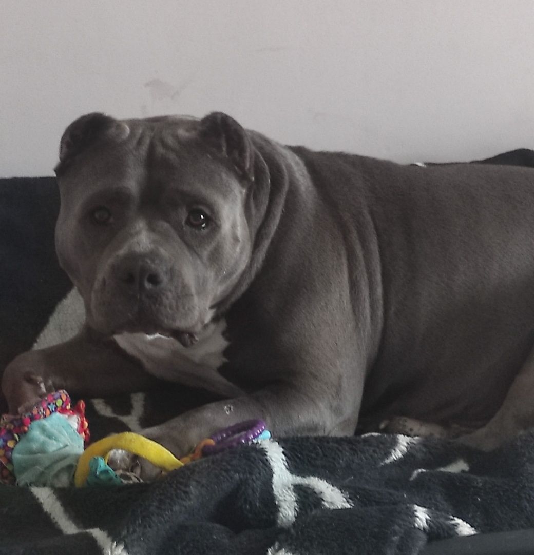 American bully puppy Ambully standard