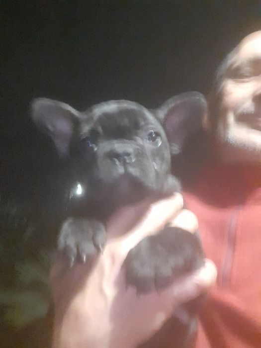 Buldog Francêsa preta exótica.