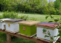 Бджолопакети, матки, сотовий мед, консультація