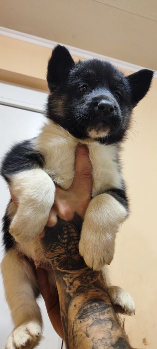 Цуценята- віни  велетні