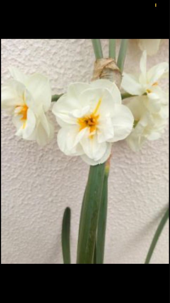 Bolbos de narcisos dobrados