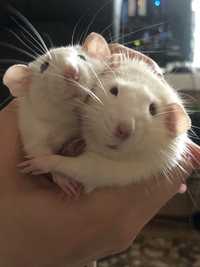 Крысы дамбо 1,5 года срочно ищут новый дом