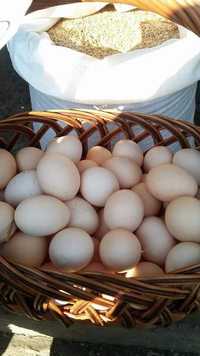 Swojkie wiejskie jajka jaja od kur ze wsi dowóz