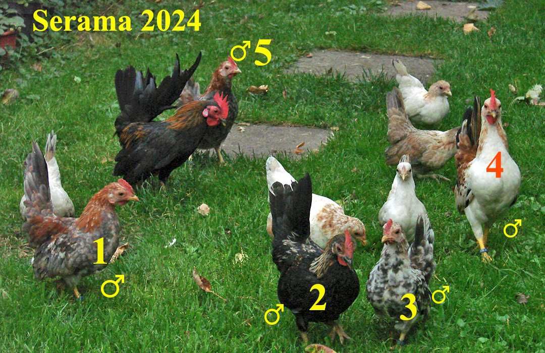 Seramy malezyjskie - najmniejsze kurki świata