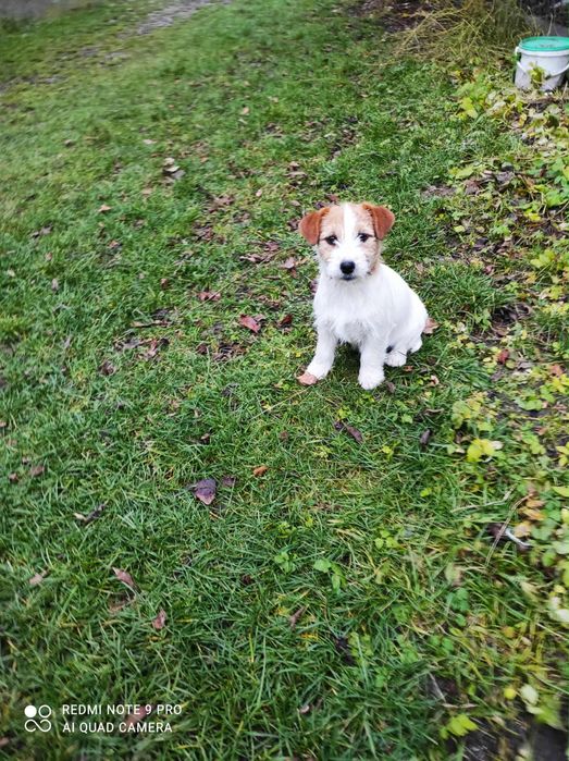 Suczka Jack Russell Terrier