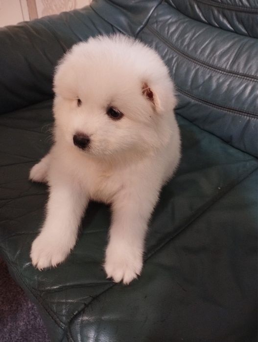 Szczenię Samoyed