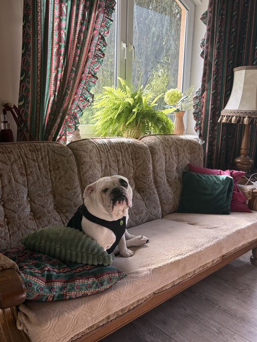 Oddam buldoga angielskiego w dobre ręce