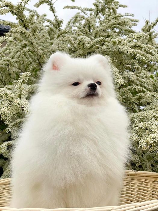 Szpic Pomeranian FCI