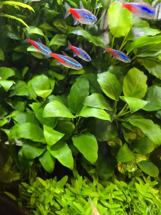 Staurogyne Repens, Anubias