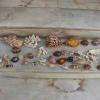 Lote de47 antigos conchas ,búzios e corais