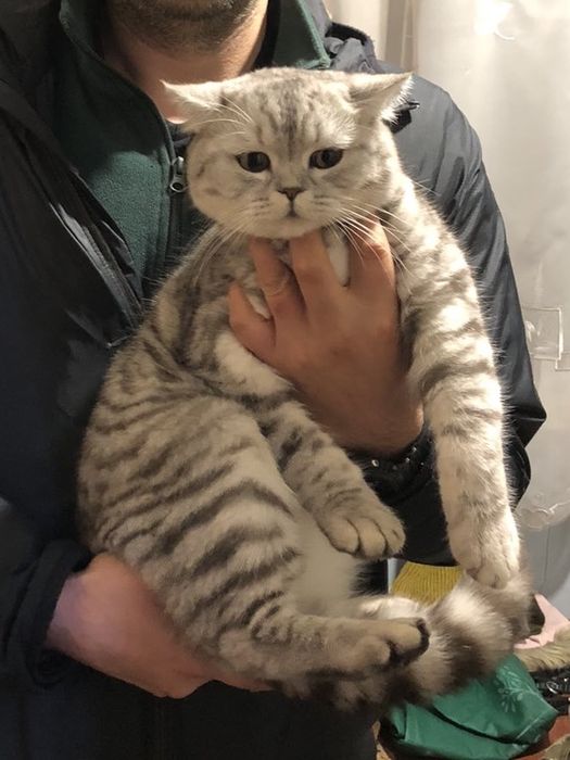 Шотландські кошенята