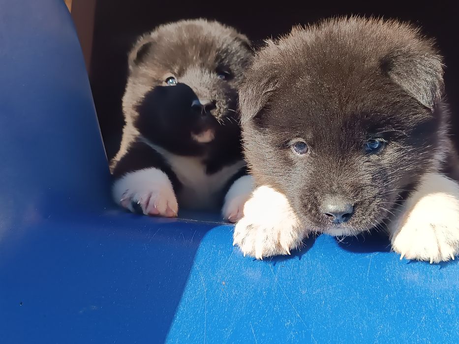 Akita amerykańska maluchy