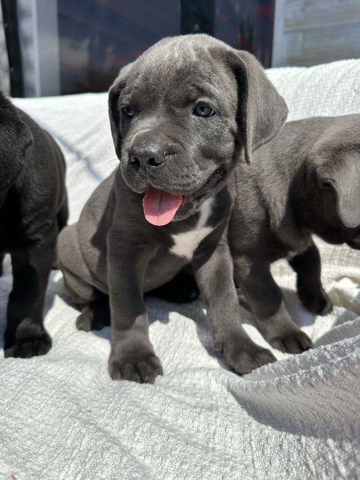 Голубенький Корсо Чакі 2міс