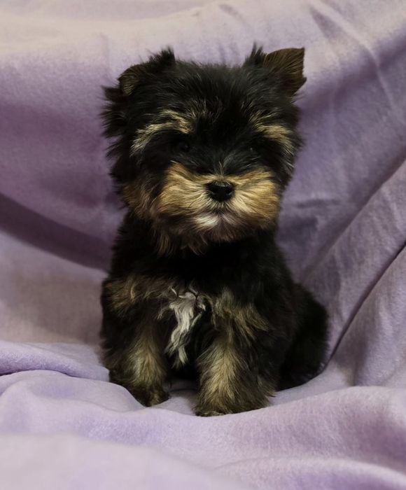 Piesek mini do 1,5kg terrier