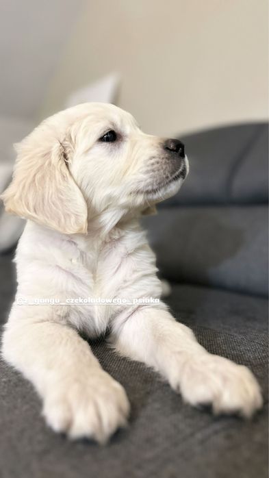 Golden retriever szczeniak suczka biszkoptowa