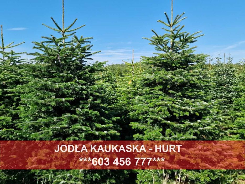 JODŁA KAUKASKA cięta choinki 200-250 cm duże ilości - transport