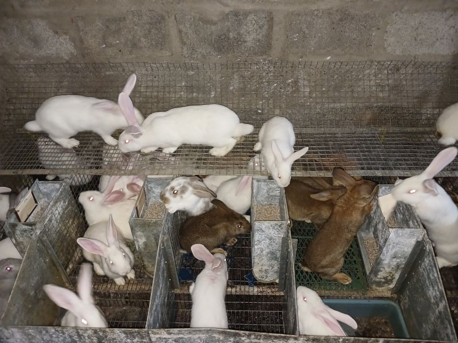 Кролики кролі кроленята