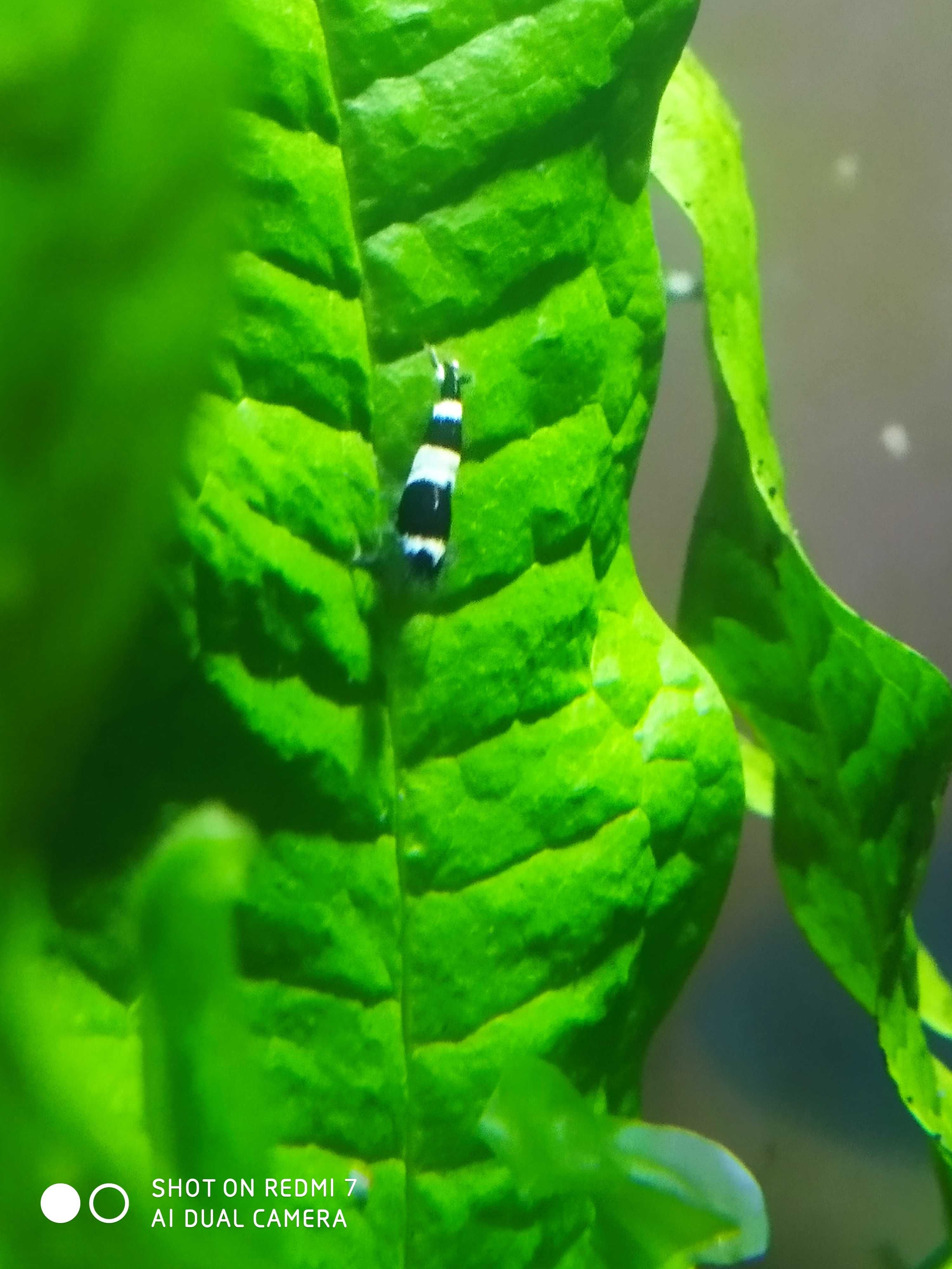 Sprzedam krewetki taiwan bee panda.