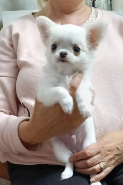 Śnieżnobiały długowłosy piesek ZKwP FCI