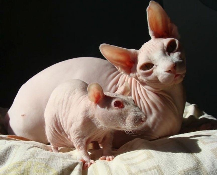 Акція. Елітні ручні щурики для алергіків.