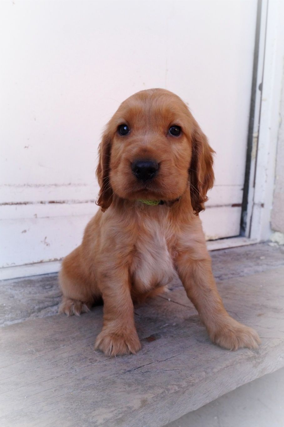 Śliczny Cocker spaniel