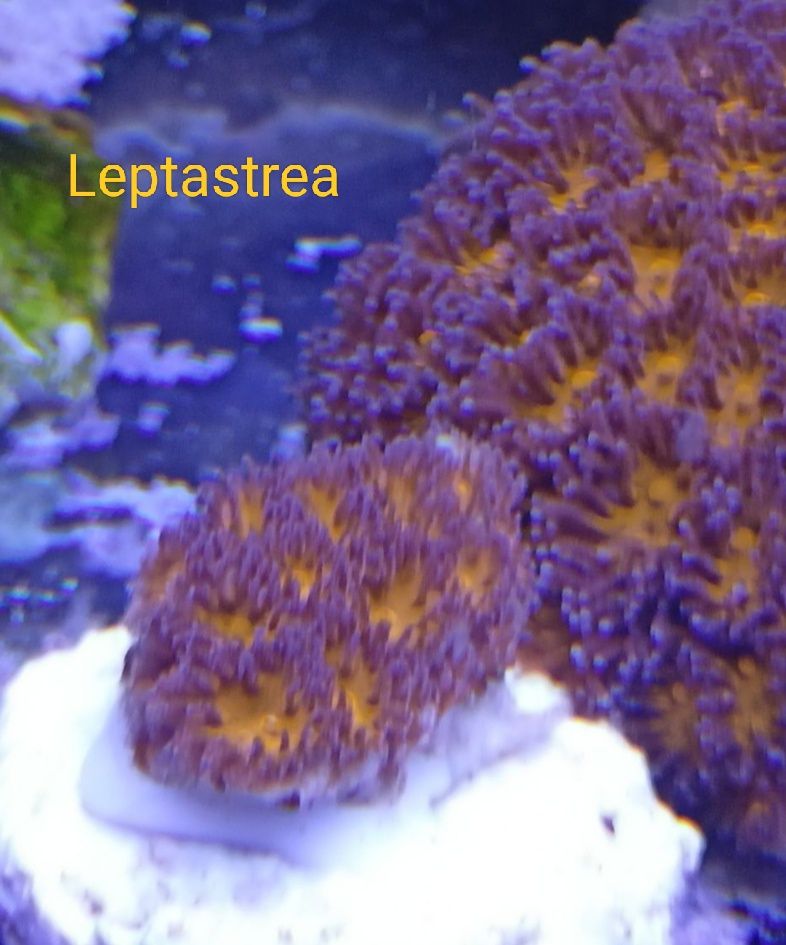 sarcophyton akwarium morskie szczepka