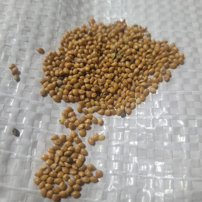 Proso czyszczone 25kg dla ptaków